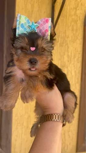 Yorkshire Terrier fêmea com Laço pedigree / microchip