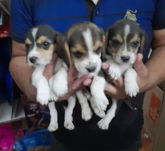 Beagle para adquirir