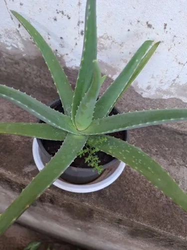 Aloe Vera - Muda de Planta