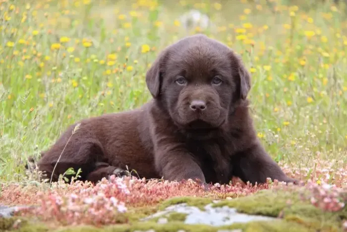 Labrador Adote um Amigo para Todas as Horas!