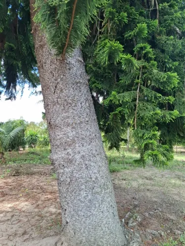 Árvore Pinheiro-de-cook para Fabricação de Mesas