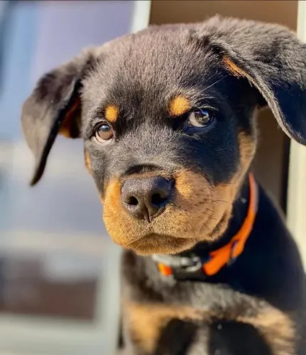 Filhotes de Rottweiler | Beleza que conquista fácil!