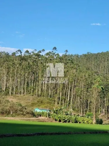 Fazenda de Eucaliptos em Ilhota!
