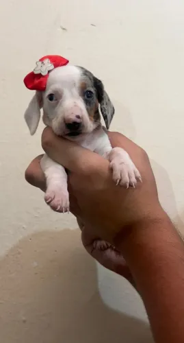 Lindos exemplares de Basset disponíveis