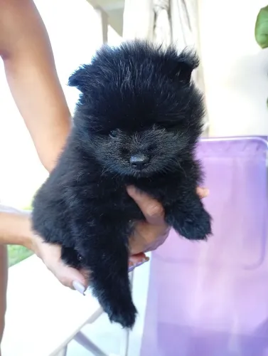 Filhotes Fêmea Lulu da Pomerânia Black 