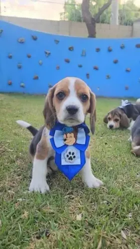 Beagle filhotes
