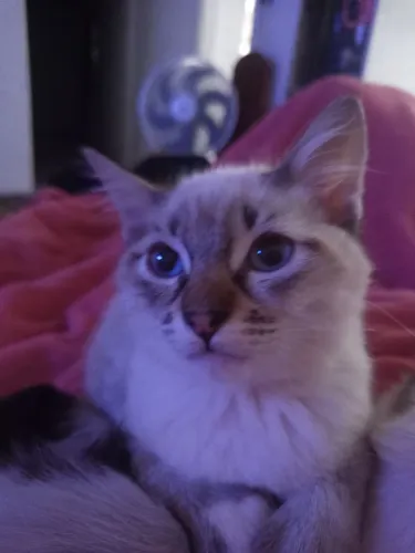 Doação de gatos
