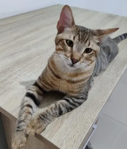 Gatinho para adoção 