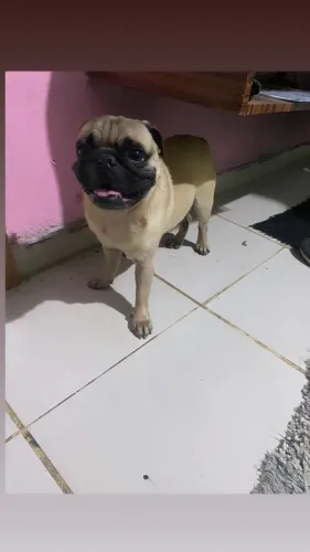 Vende-se PUG