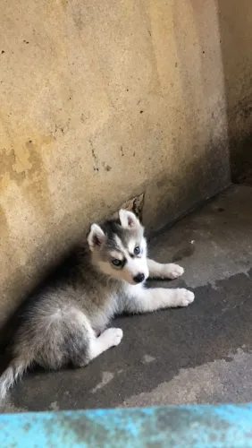 Vende-se filhotes de Husky Siberiano