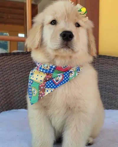Cachorro filhote golden retriever saudável dócil com contrato