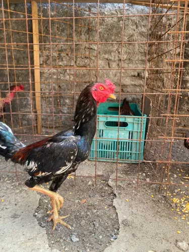 Galo indiano