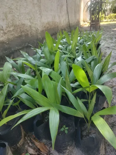 Palmeiras imperial ( mudas )