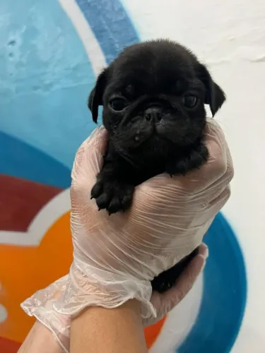 Filhote de Pug o pequeno brincalhão que faz todo mundo rir