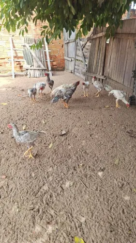 Frango bico curto