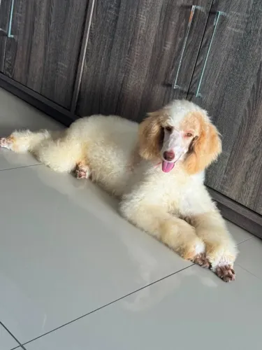 cachorro