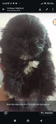Macho disponível