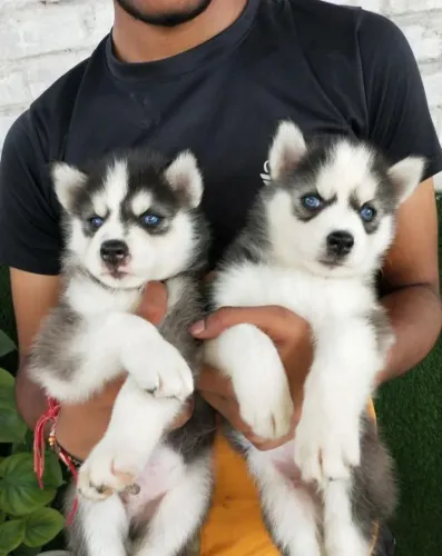 Husky siberiano Seu próximo companheiro pode estar a um clique