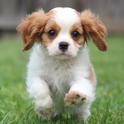 Cavalier King Charles- A Doçura em forma de cãozinho 