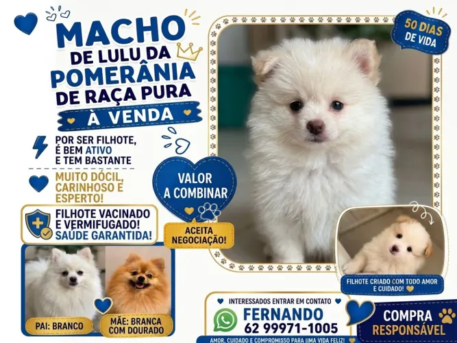 Lulu da Pomerania MACHO (raça pura)