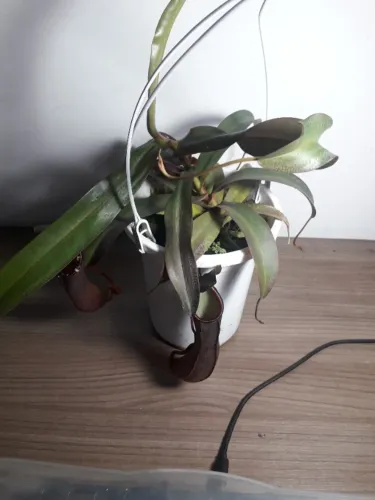 Muda de Nepenthes Rebecca - Planta carnívora - Porto Alegre RS