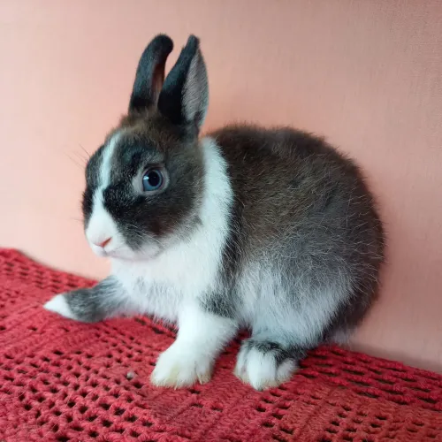 Promoção Coelho Anão Netherland Dwarf