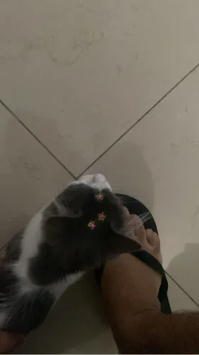 gata 5 meses