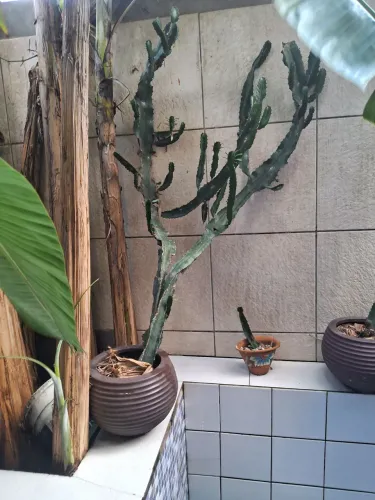 Plantas