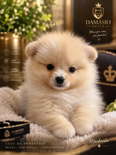 Lulu da Pomerania Spitz alemão macho