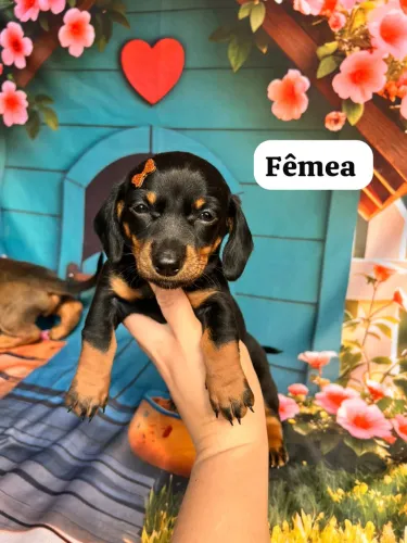 Basset macho e fêmeas