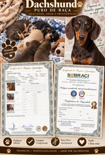 Cachorros Dachshund Puro