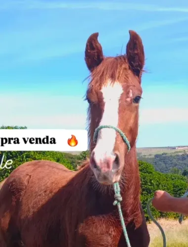 Potro Mangalarga Paulista