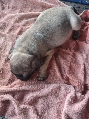 Linda filhote de pug fêmea 
