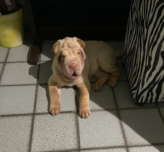 Procuro namorada Sharpei