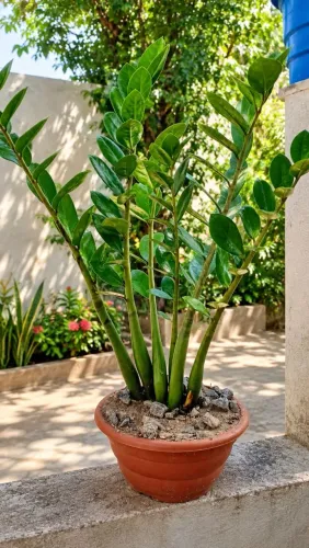 Zamiocuca / Planta da fortuna, com o vaso, tamanho médio