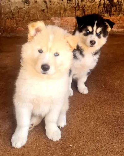 Husky Siberiano,Husky Siberiano Filhote Pronto Para Novo Lar