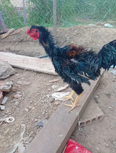 Frango 