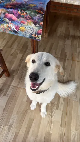 Cachorro pastor maremano 