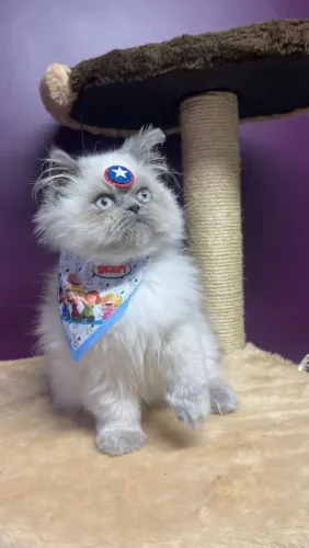 Gato persa