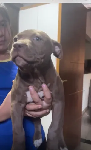 Vendo ou troco fêmea de pitbull 2 mês 