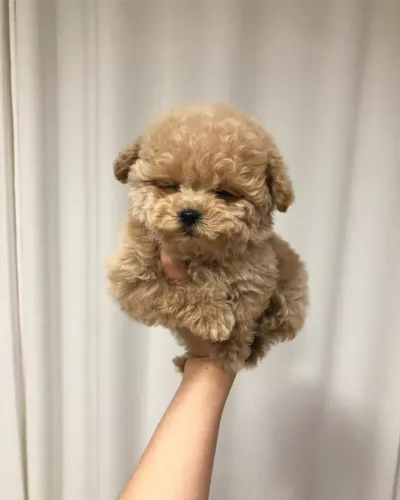 Perfeito filhote de poodle macho para você 