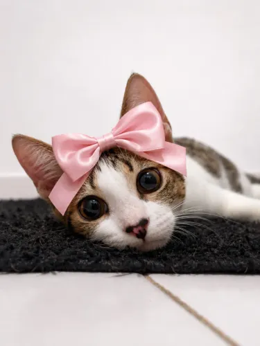 Gata para adoção 