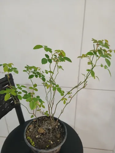 Mini rosas brancas