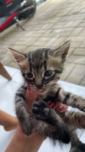 Gatinho para doação 