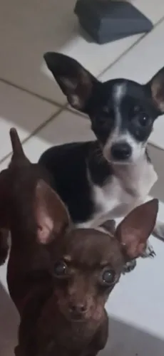 Pinscher macho