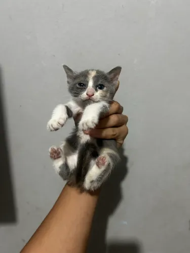 Gatinho pra doação 