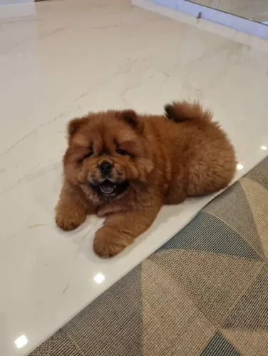 Filhote Chow-chow, Felicidade de quatro patas pronta para mudar sua vida!