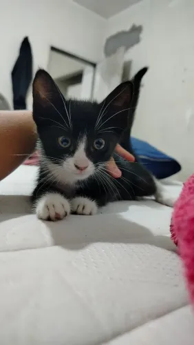 Filhotes fêmeas de gato