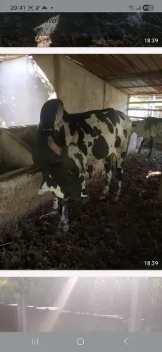Vende-se um lote de gado 24.500