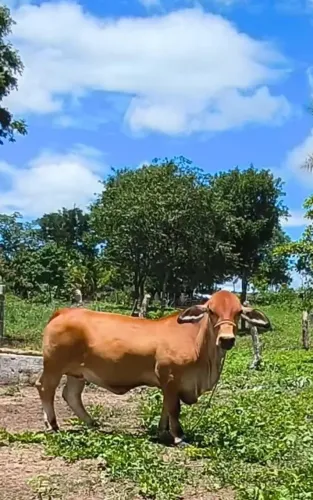 Vaca